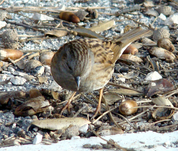 Passera scopaiola